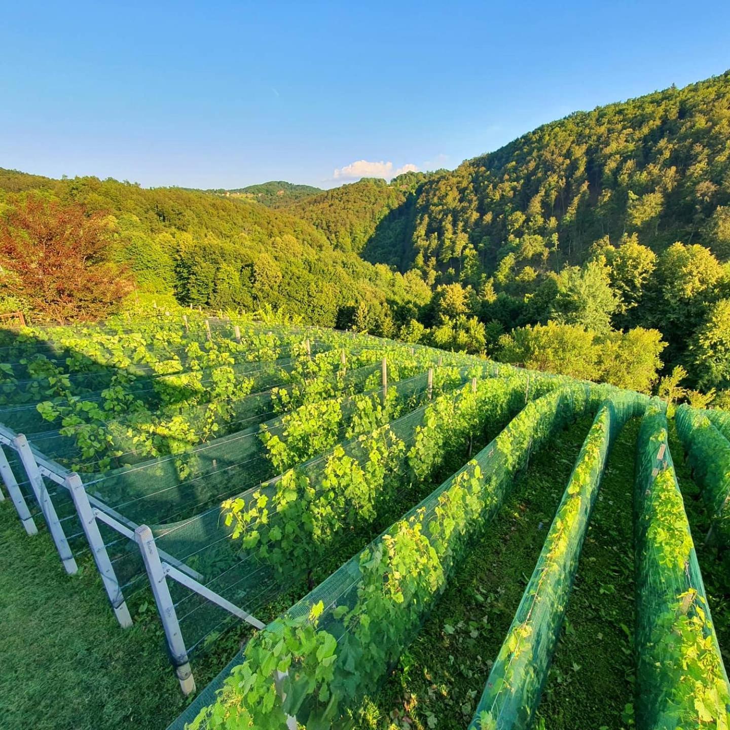 Vineyard Cottage Matej Trebnje Exterior photo